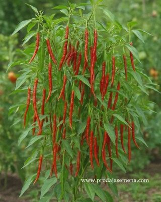 Turska zmija (Turkish Snake Chili) 10 sem