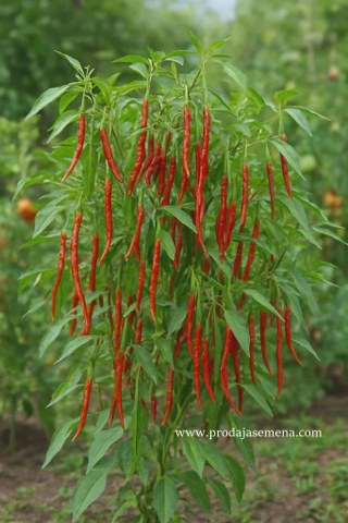 Turska zmija (Turkish Snake Chili) 10 sem