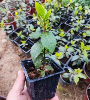 Lovor (sadnica), Laurus nobilis