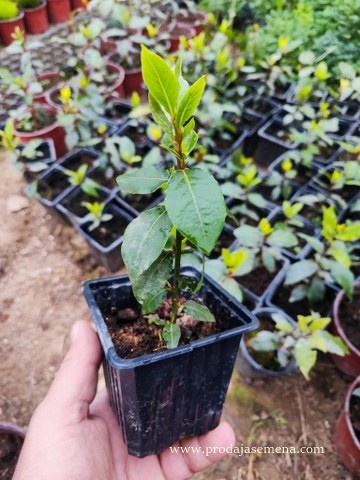 Lovor (sadnica), Laurus nobilis
