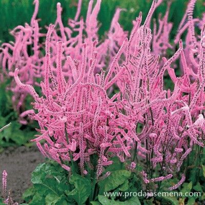 Ruska Statica Pink