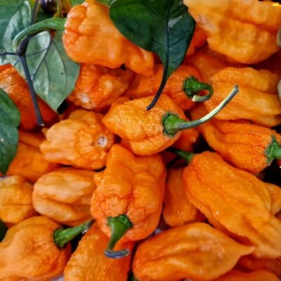 Pepper XXX orange chill
