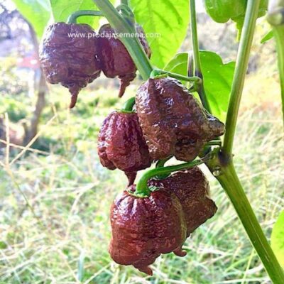 Carolina Reaper Chocolate
