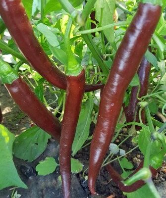 Kobra Chilli Chocolate
