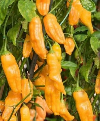Aji Chili Orange
