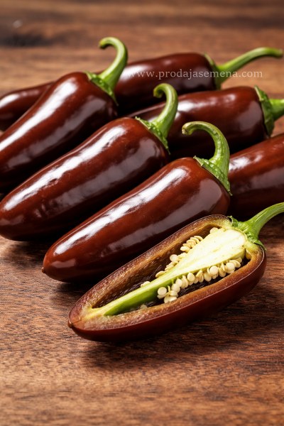 Jalapeno Chocolate (Halapenjo) čhili papričica