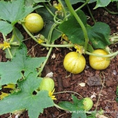 Limun Dinja -Prijatno kiselkasto (limeta)