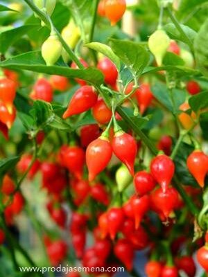 Chili Suzice (vrlo malo ljute)