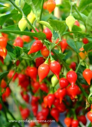 Chili Suzice (vrlo malo ljute)