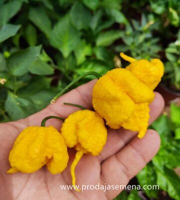 Carolina Reaper Lemon