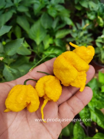 Carolina Reaper Lemon
