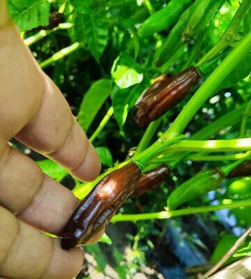 Fatali Chocolate Chili