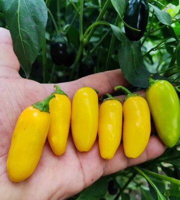 Žuta Jalapeno & Halapenjo papricica