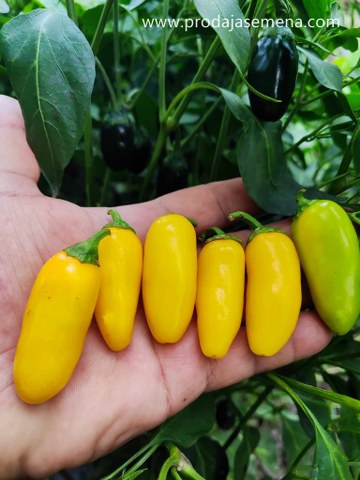 Žuta Jalapeno & Halapenjo papricica