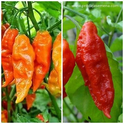 Bhut Jolokia Mix
