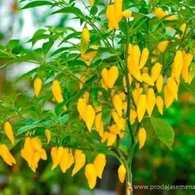 Aji Lemon Drop Chili