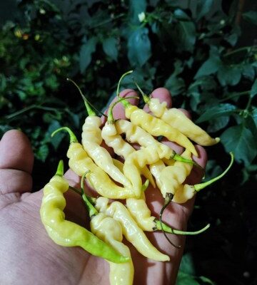 Amarela Murupi (brazilska hot sorta)