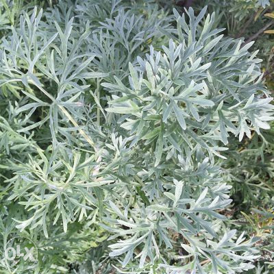 Pelin, obični , gorki (Artemisia absinthium)