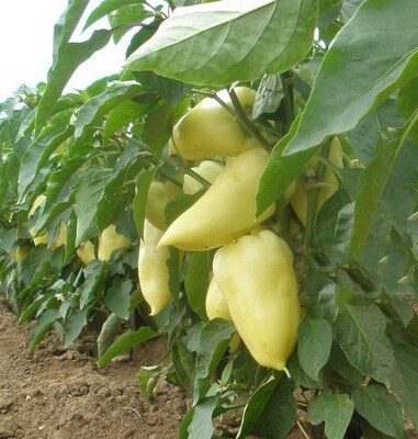 Paprika Amy F-1 (izuzetno rana)