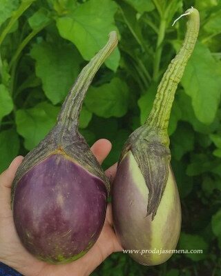 Patlidžan Carina (u tipu Almargo sorte)