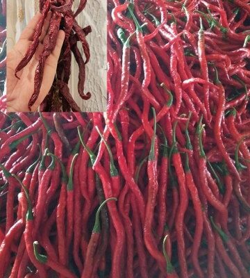 Domaća duga blago ljuta začinska paprika ( 20 cm)