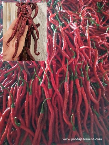 Domaća duga blago ljuta začinska paprika ( 20 cm)