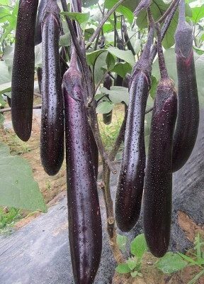 Patlidžan Long Purple