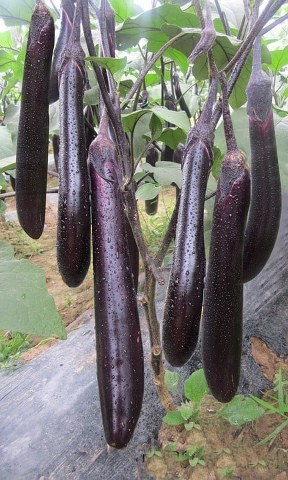 Patlidžan Long Purple