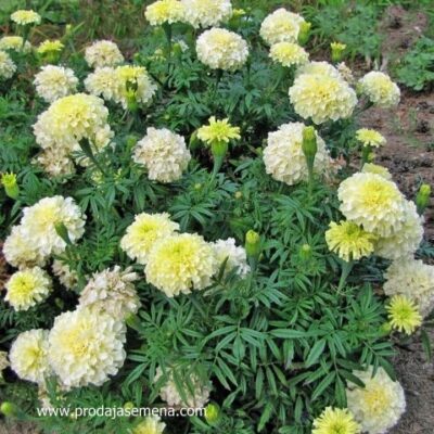 Bela Kadifa Albatros" (Tagetes erecta)