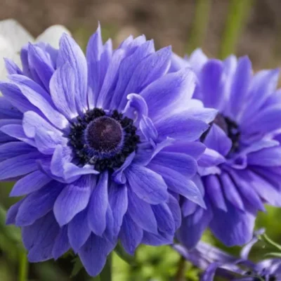 Anemone Blu