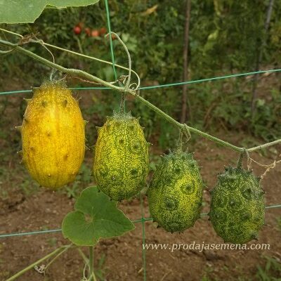 Kiwano Horned Melon