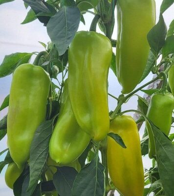 Merak Paprika