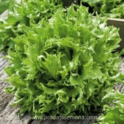 Regina Zelena Salata kompaktna salata sa hrskavim listovima