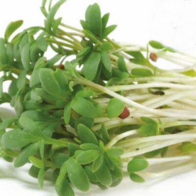 Seme klice Kres salata (Lepidium sativum)