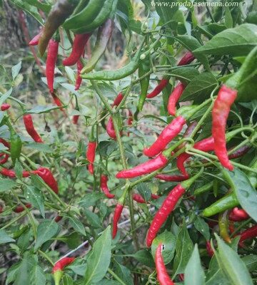 Kajenska Paprika Clasic (Curved Pod Type) 10 sem