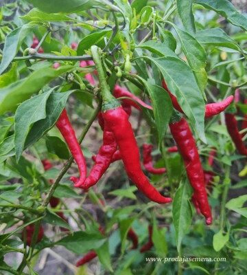 Paprika Kajenska (Cayenne Hook Type) 10 sem