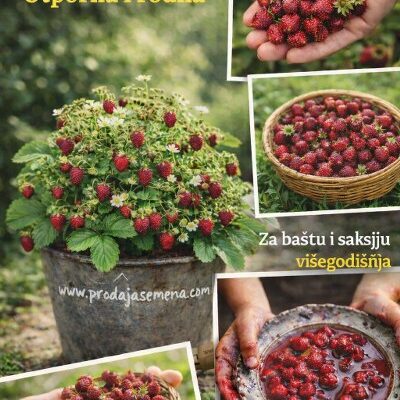 Sadnica Sumske jagode (ne mrzne)
