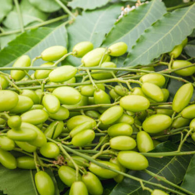 Neem Ulje 50ml ( 5 l vode)