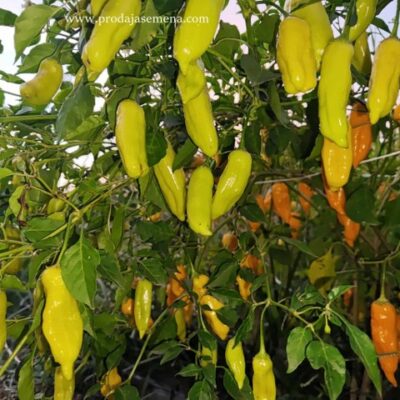 Aji Lemon Habanero