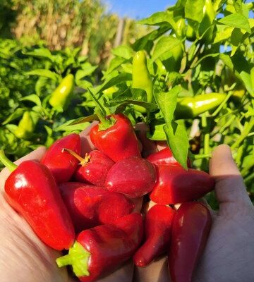 Frešno Chili
