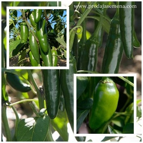Jalapeno Green mix