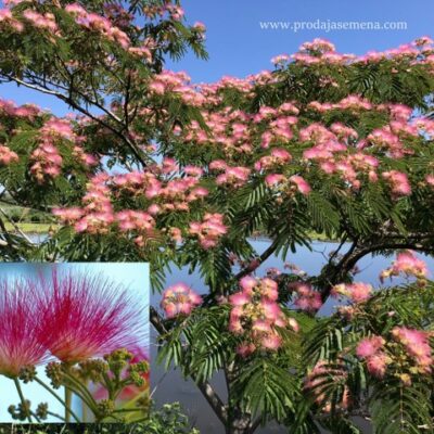 Albicija Albizia julibrissin