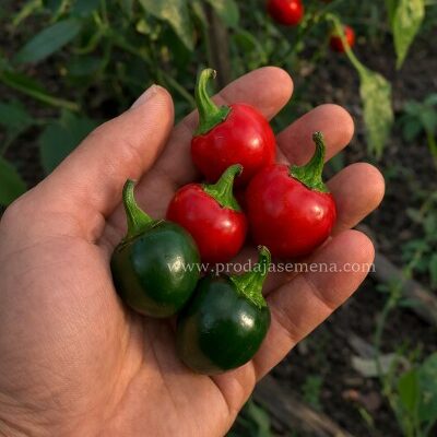 Jalapeno Red Ball Chili