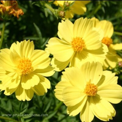 Kosmea Žuta (Cosmos sulphureus)