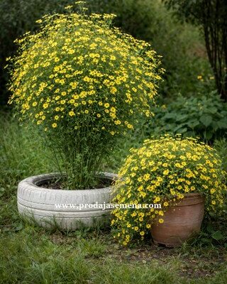 Zlatni Bitnes (Bidens aurea)