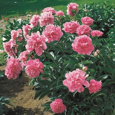 Sadnica Božur & Paeonia