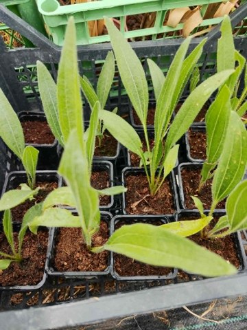 Sadnica Ehinacea angustifolia (Uskolisna) slika 2