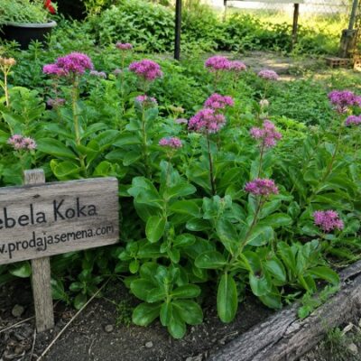 Sadnica Debela koka (Sedum spectabile)