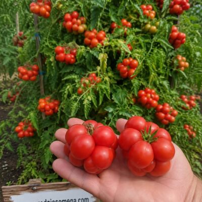 Reisetomate Putnički paradajz