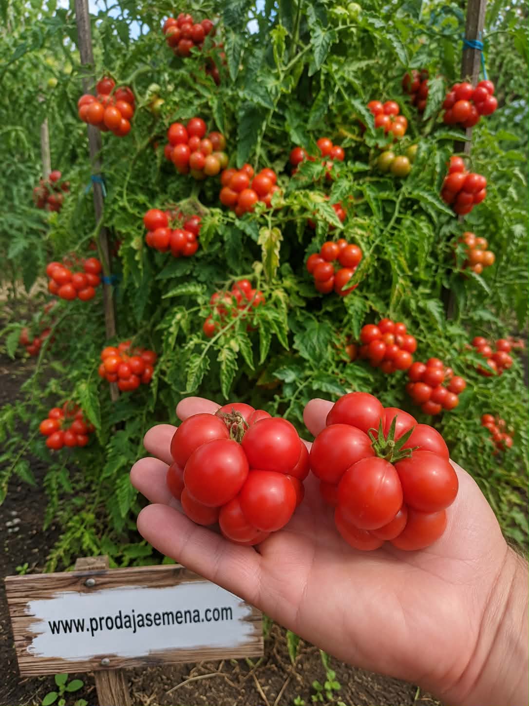 Reisetomate Putnički paradajz